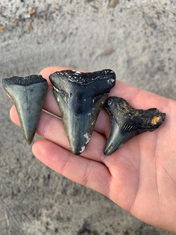 3 Shark Teeth - Megalodon, Mako, and Chubutensis Shark Tooth Fossils