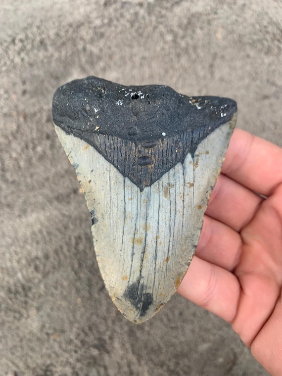 4.17 inch Megalodon Tooth Fossil - Authentic Meg Teeth Fossils