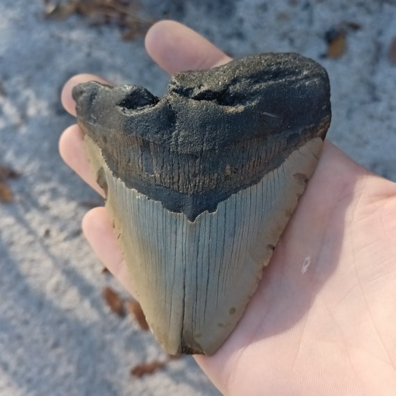Megalodon Tooth - 4.41 inches