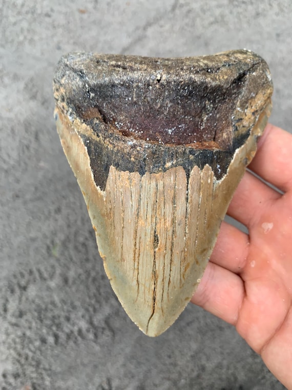 Megalodon Tooth - 5.24 inches