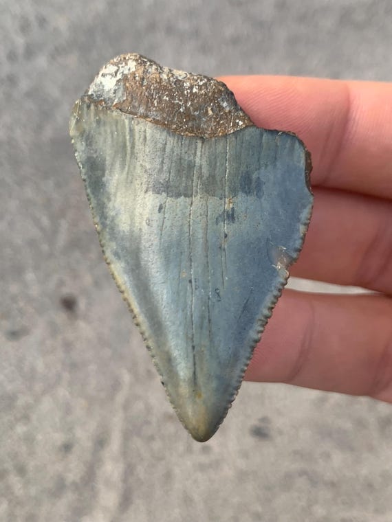 2.37 inch Great White Fossil Shark Tooth