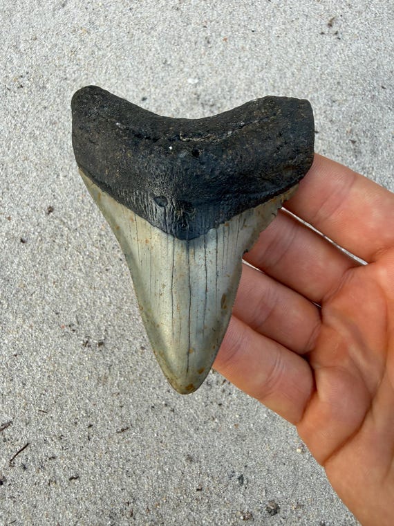 3.98 inch Megalodon Shark Tooth, Authentic, No Repair Meg Teeth Fossils