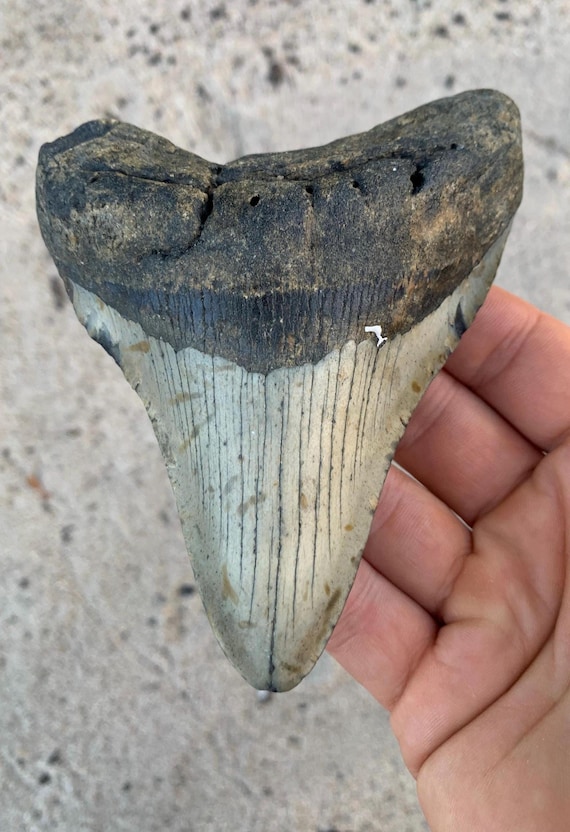 4.92 inch Megalodon Tooth