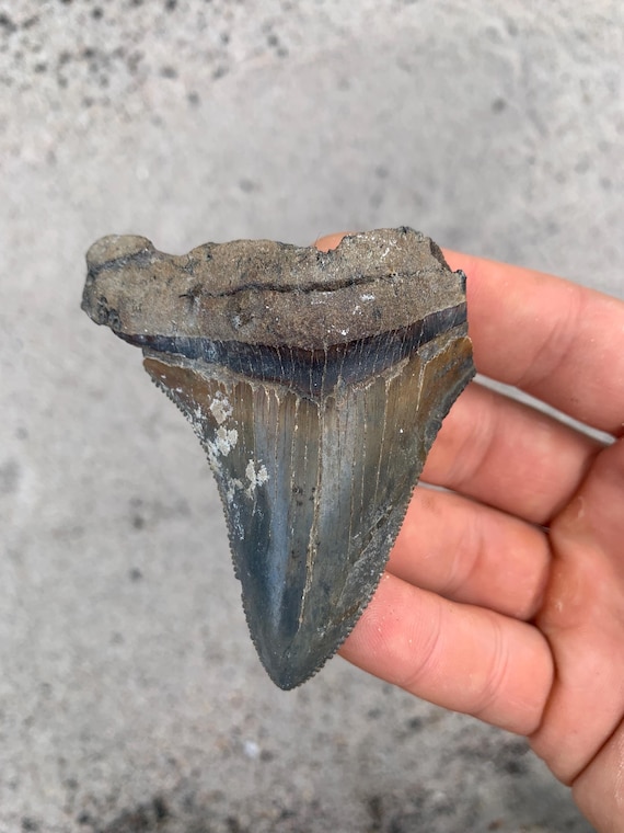 Megalodon Tooth - 3.92 inches