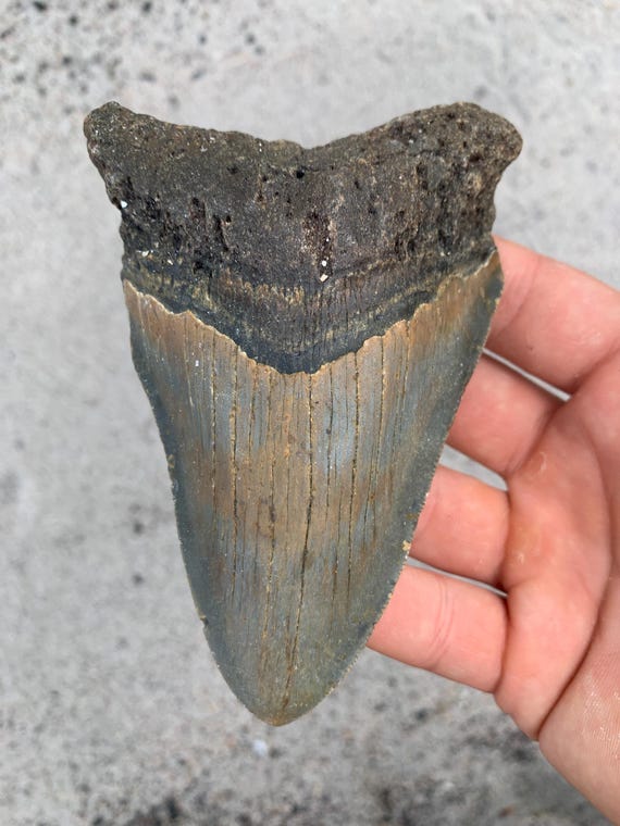 Megalodon Tooth - 4.73 inches