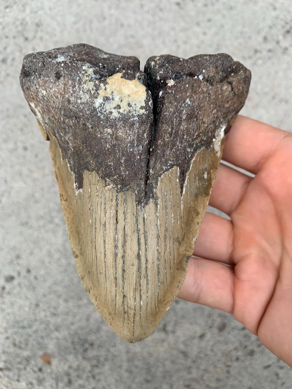 Megalodon Tooth - 5.05 inches
