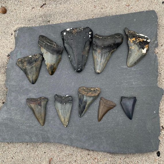 5 Megalodon & 5 Mako (C. Hastalis) Shark Teeth