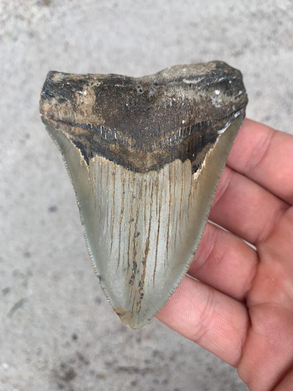 Megalodon Tooth - 3.89 inches