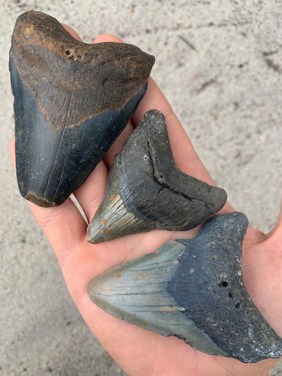 3 Megalodon Shark Teeth Bundle - Authentic Meg Tooth Fossils