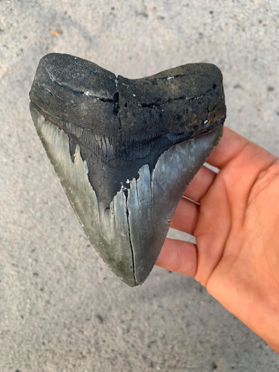5.16 inch Megalodon Shark Tooth Fossil – Authentic No Repair Meg Teeth