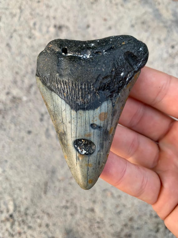 Megalodon Tooth - 3.31 inches