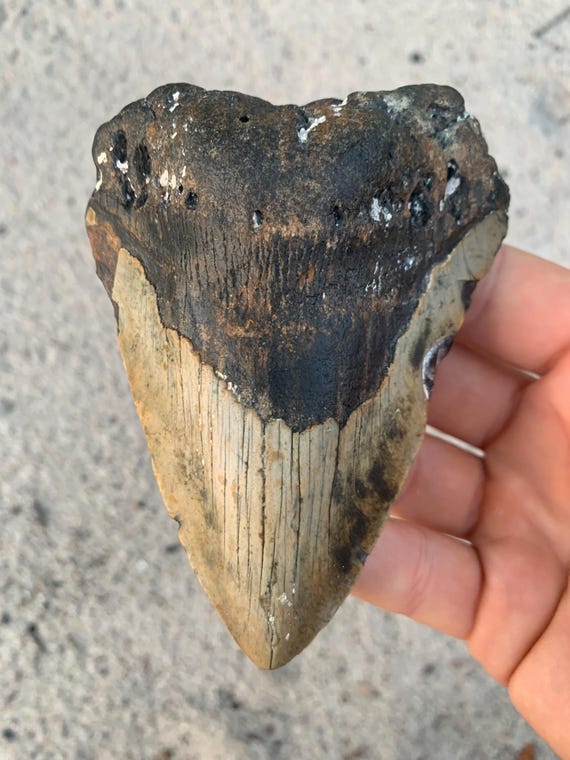 Megalodon Tooth - 4.31 inches