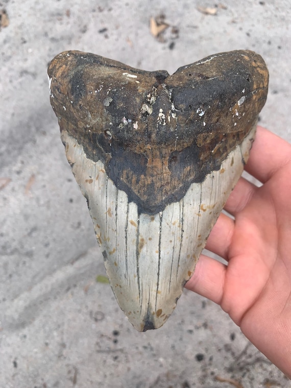 Megalodon Tooth - 5.81 inches. Serrated Fossil Megalodon Shark Tooth