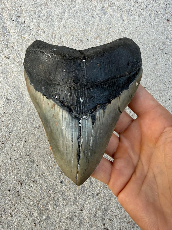 5.38 inch Megalodon Shark Tooth Fossil – Authentic, No Repair Meg Teeth