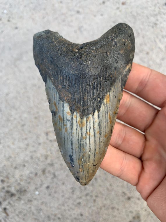 Megalodon Tooth - 4.39 inches