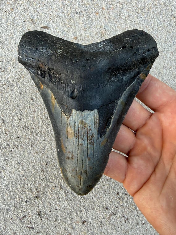 5.06 inch Megalodon Shark Tooth Fossil – Authentic, No Repair Meg Teeth