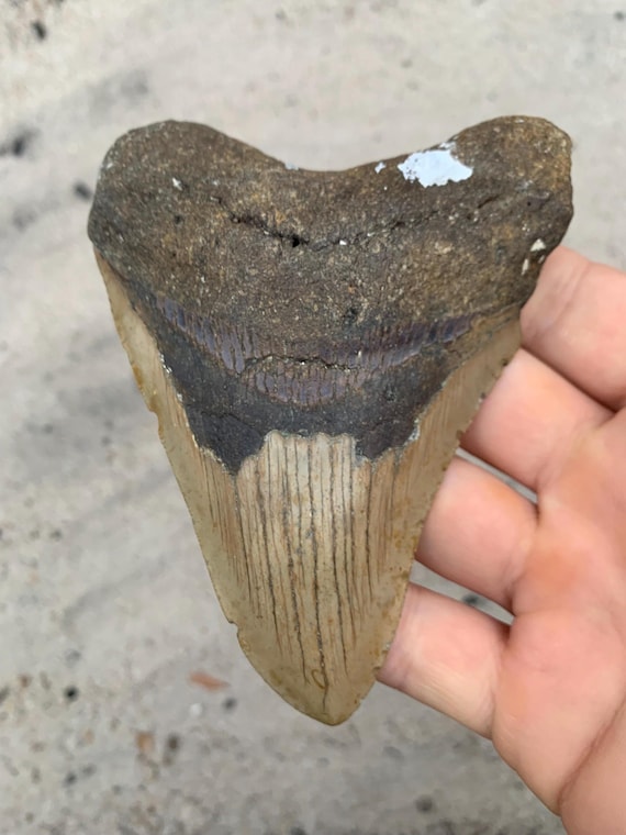 Megalodon Tooth - 4.65 inches