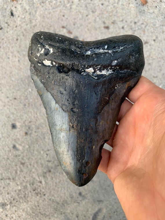 5.75 inch Megalodon Shark Tooth Fossil – Authentic No Repair Meg Teeth