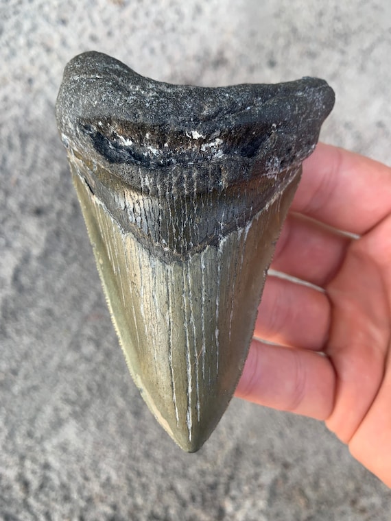 Megalodon Tooth - 4.3 inches