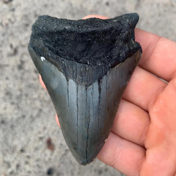 Megalodon Tooth - 3.58 inches