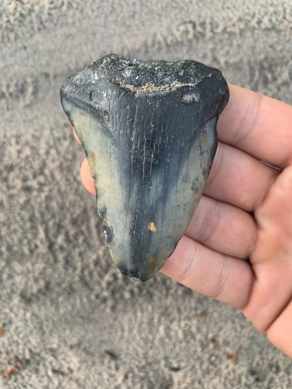Megalodon Tooth - 3.04 inches