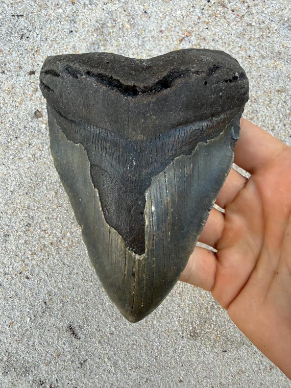 5.41 inch Megalodon Shark Tooth Fossil – Authentic, No Repair Meg Teeth