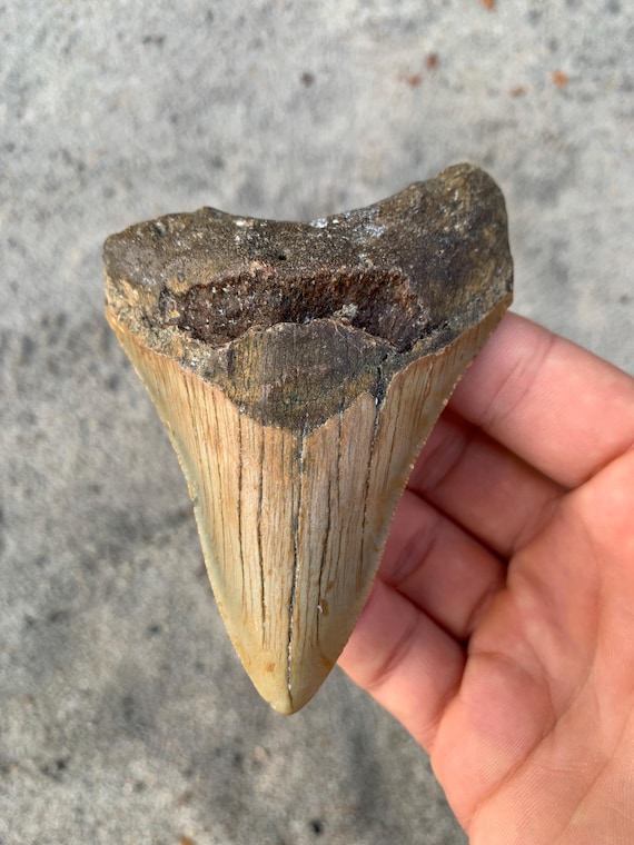 3.88 inch Megalodon Shark Tooth Fossil – Real, No Repair
