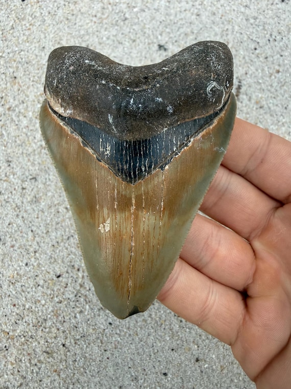 4.04 inch Megalodon Shark Tooth Fossil – Authentic, No Repair Meg Teeth