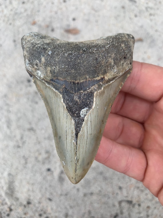 Megalodon Tooth - 3.91 inches
