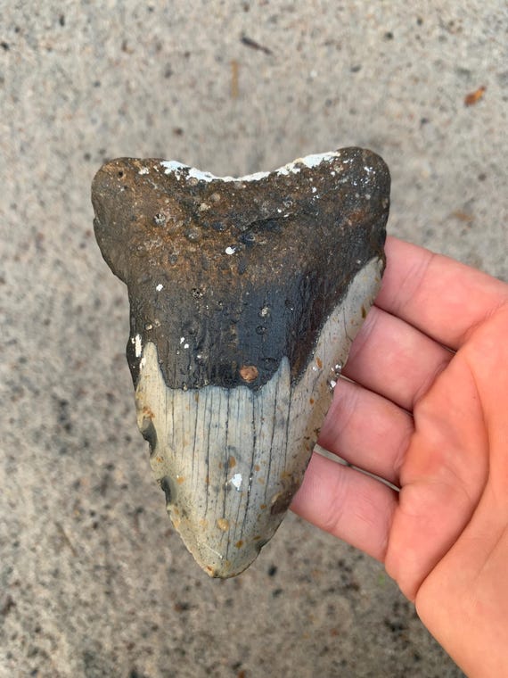 Megalodon Tooth - 4.79 inches
