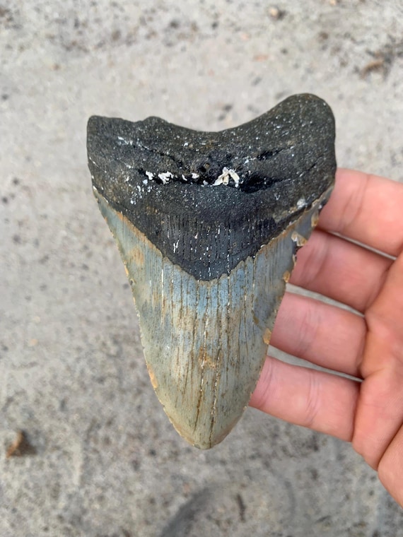 4.49 inch Megalodon Shark Tooth Fossil – Authentic, No Repair Meg Teeth