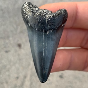 May include: A fossilized shark tooth with a dark gray to black root and a light gray blade. The tooth is triangular and tapers to a sharp point. The root has a rough, textured appearance.