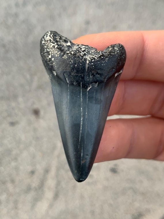 2.04 inch C. Hastalis Mako Fossil Shark Tooth
