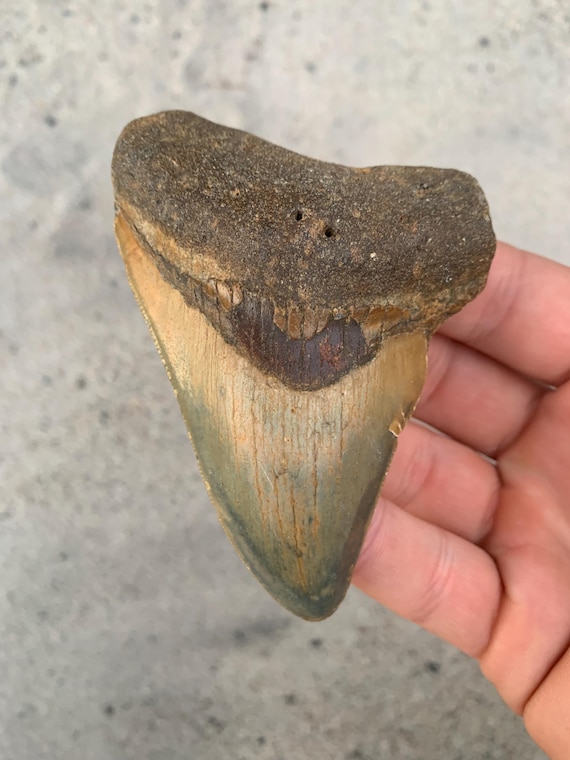 Megalodon Tooth - 3.87 inches