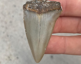 2.11" C. Hastalis Fossil Shark Tooth - Miocene Era White Shark