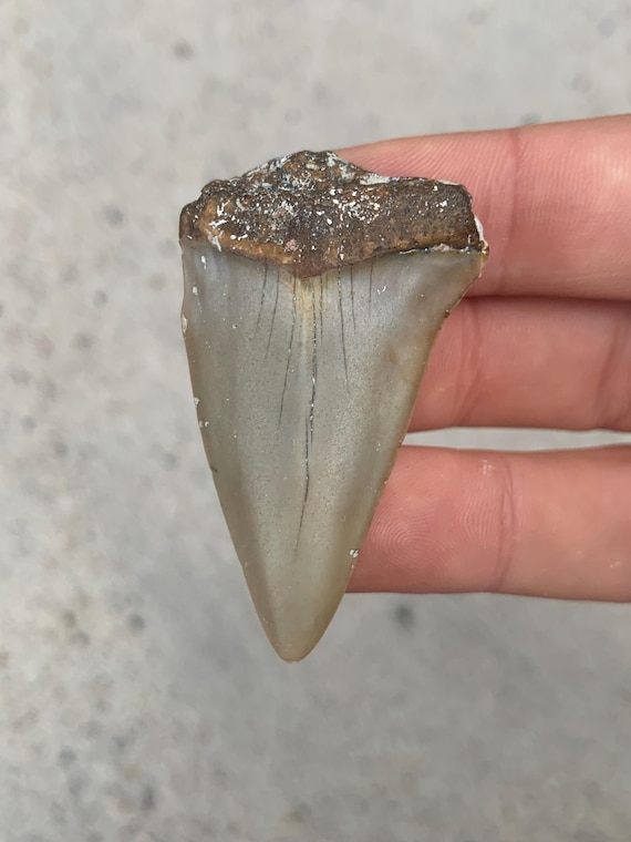 C. Hastalis Fossil White Shark Tooth - 2.11 Inches