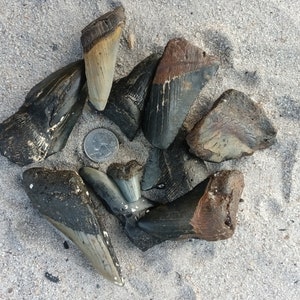 May include: A collection of fossilized shark teeth, ranging in size and color, arranged in a circle on a sandy surface. A US quarter is included for scale.