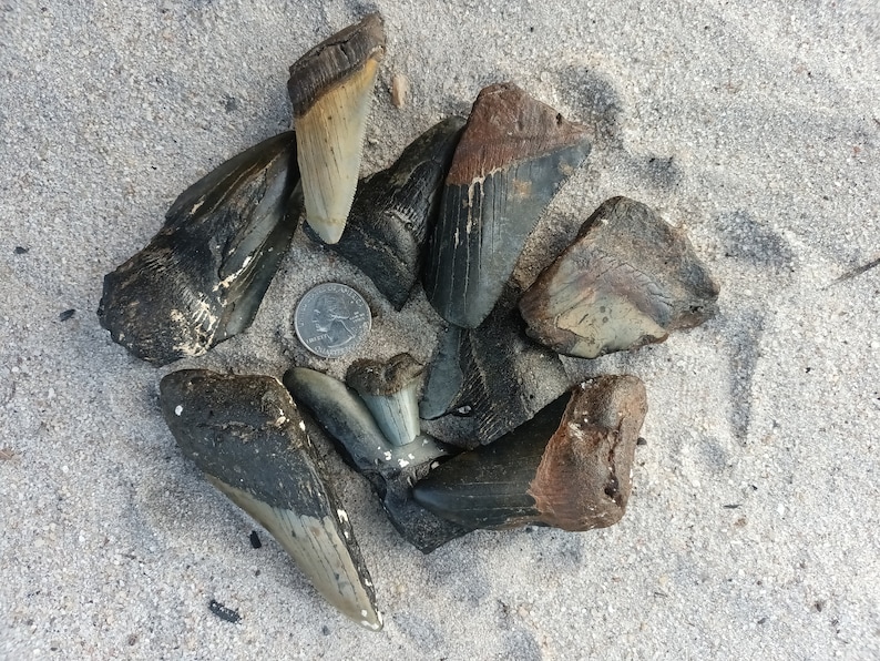 May include: A collection of fossilized shark teeth, ranging in size and color, arranged in a circle on a sandy surface. A US quarter is included for scale.