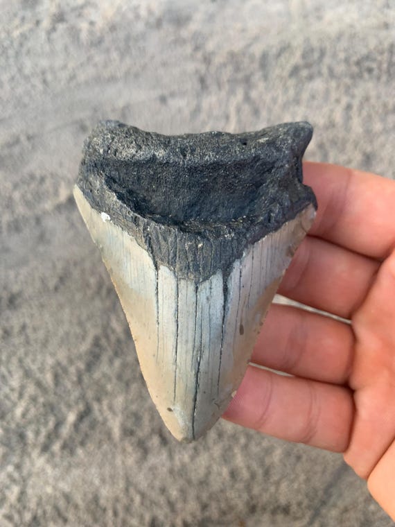 Megalodon Tooth - 3.58 inches