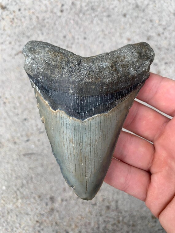 Megalodon Tooth - 4.67 inches