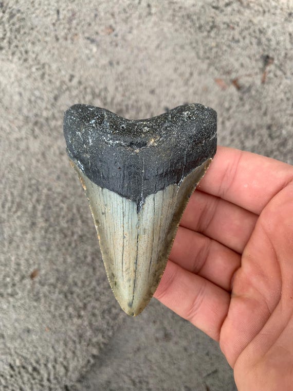 3.51 inch Megalodon Shark Tooth Fossil – Authentic, No Repair Meg Teeth