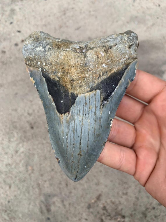 4.88 inch Megalodon Shark Tooth Fossil – Authentic, No Repair Meg Teeth