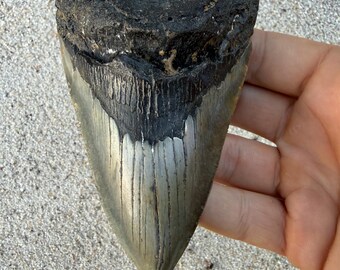 4.57 inch Megalodon Shark Tooth Fossil – Authentic No Repair Meg Teeth