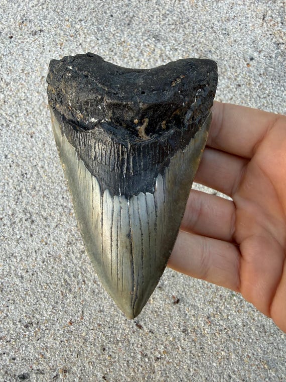 4.57 inch Megalodon Shark Tooth Fossil – Authentic No Repair Meg Teeth