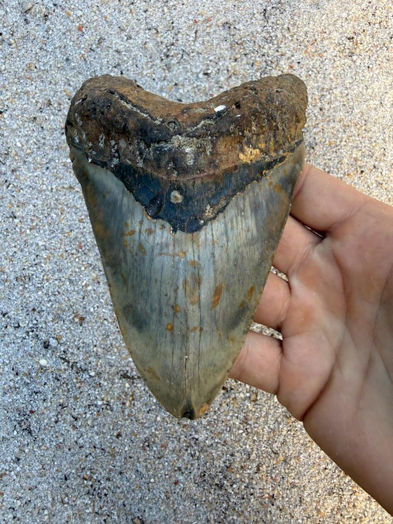 5.28 inch Megalodon Shark Tooth Fossil – Authentic No Repair Meg Teeth