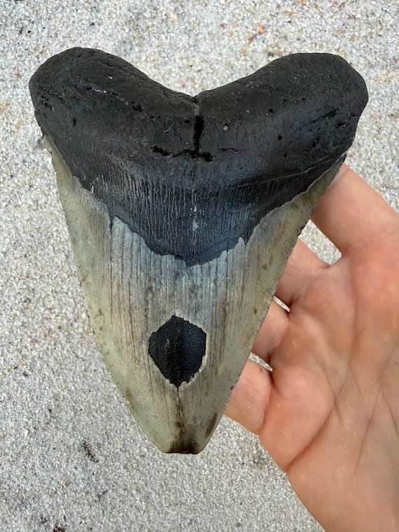 5.70 inch Megalodon Shark Tooth Fossil – Authentic, No Repair Meg Teeth