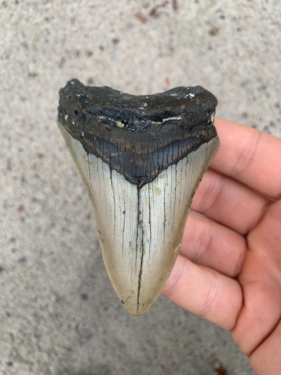 3.85 inch Megalodon Shark Tooth Fossil – Authentic, No Repair Meg Teeth