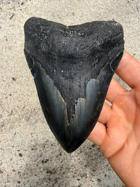 4.84 inch Megalodon Shark Tooth Fossil – Authentic, No Repair Meg Teeth