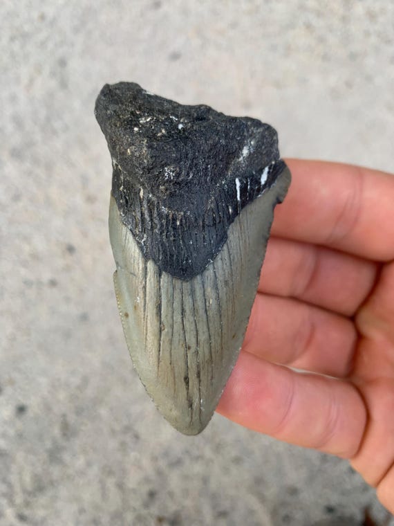 Pathological Megalodon Tooth - 2.98 inches. Crowding deformity, deformed