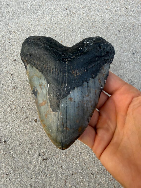 5.07 inch Megalodon Shark Tooth Fossil – Authentic, No Repair